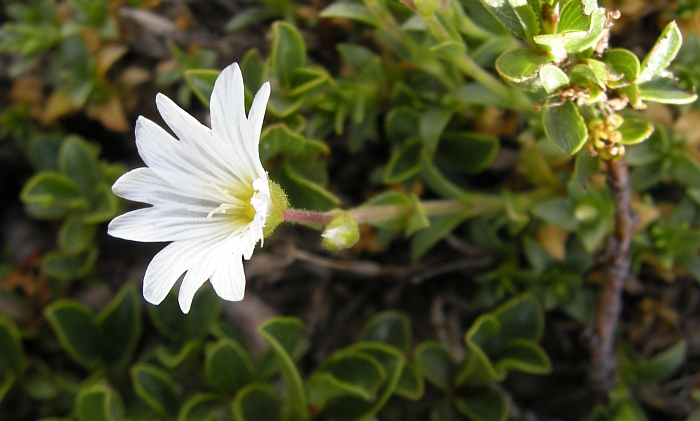 Cerastium thomasii